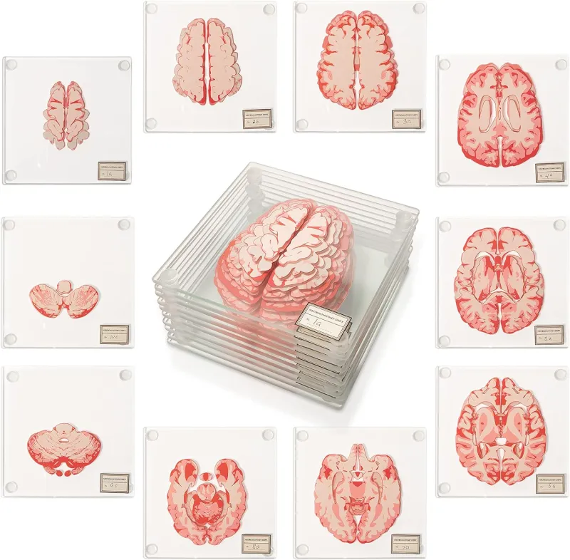 Anatomic Brain Specimen Coasters